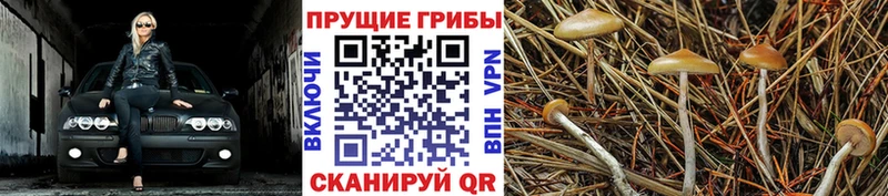 Купить  Кирово-Чепецк  Псилоцибиновые грибы мухоморы 